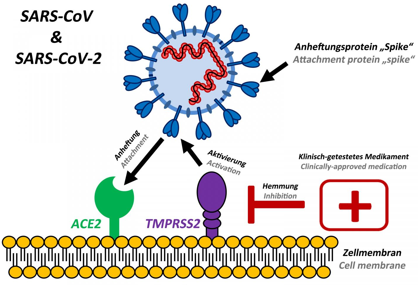 SARS-CoV-2 dễ xâm nhập cơ thể người hơn virus khác